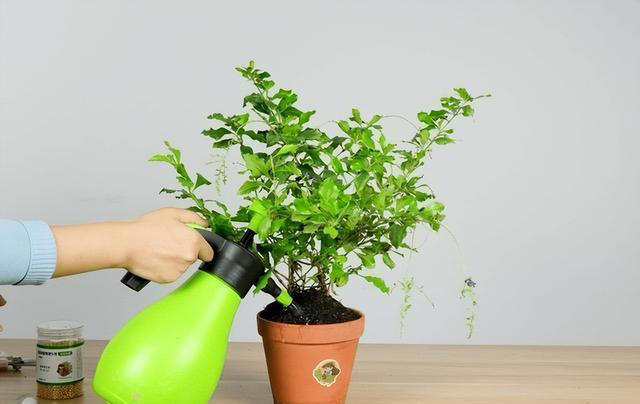 不浇水就能活的“3种花”，还不怕晒，高温养，开花不停美不胜收