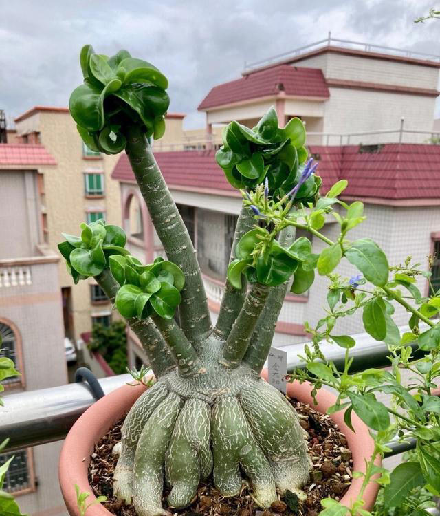 不浇水就能活的“3种花”，还不怕晒，高温养，开花不停美不胜收