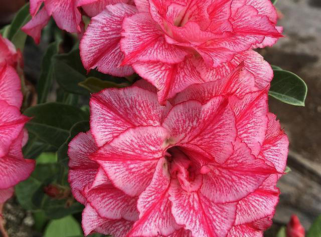 不浇水就能活的“3种花”，还不怕晒，高温养，开花不停美不胜收