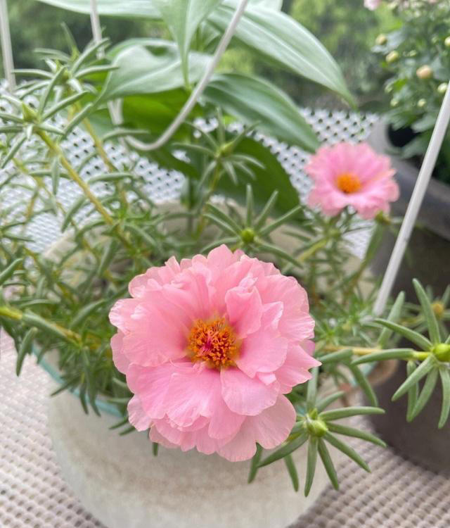 不浇水就能活的“3种花”，还不怕晒，高温养，开花不停美不胜收