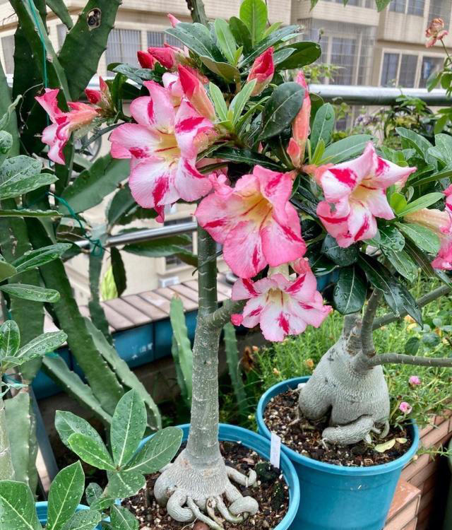 不浇水就能活的“3种花”，还不怕晒，高温养，开花不停美不胜收