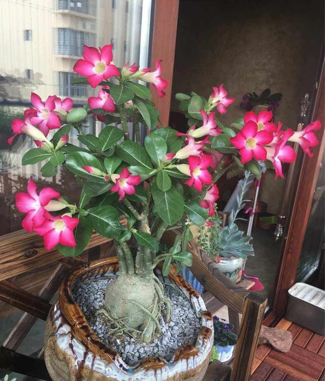 不浇水就能活的“3种花”，还不怕晒，高温养，开花不停美不胜收