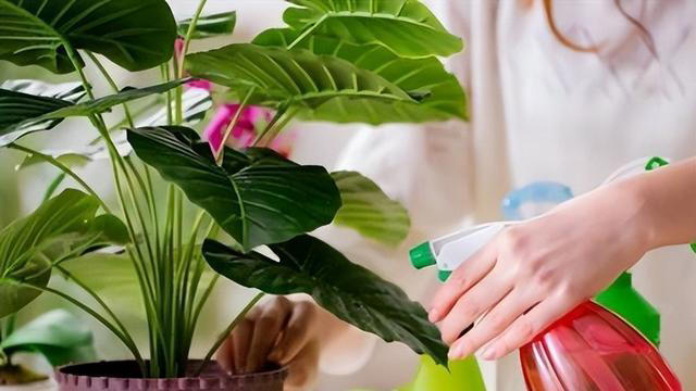 不浇水就能活的“3种花”，还不怕晒，高温养，开花不停美不胜收