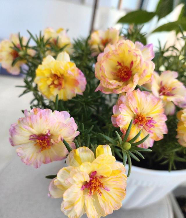 不浇水就能活的“3种花”，还不怕晒，高温养，开花不停美不胜收