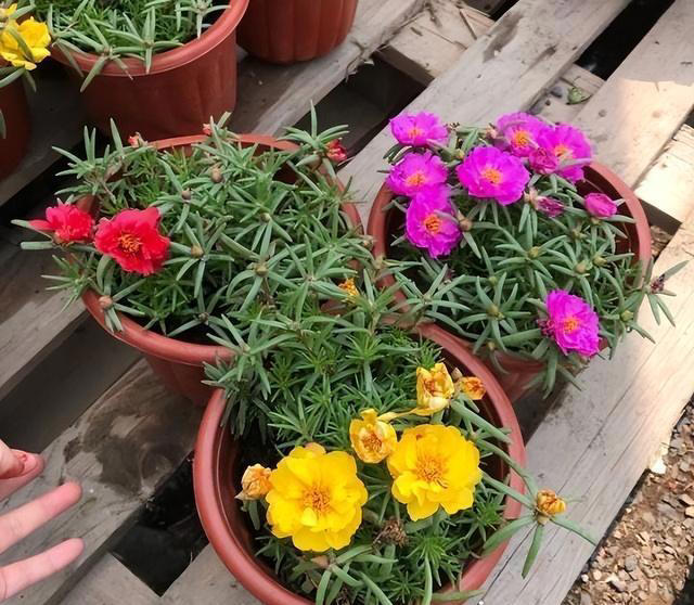 不浇水就能活的“3种花”，还不怕晒，高温养，开花不停美不胜收