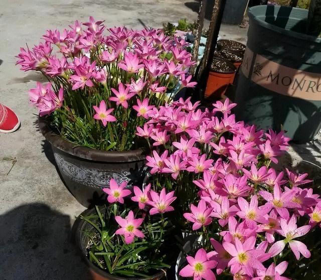 不浇水就能活的“3种花”，还不怕晒，高温养，开花不停美不胜收