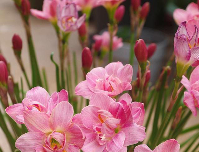 不浇水就能活的“3种花”，还不怕晒，高温养，开花不停美不胜收