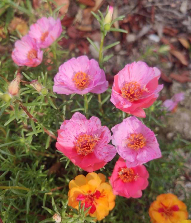 不浇水就能活的“3种花”，还不怕晒，高温养，开花不停美不胜收