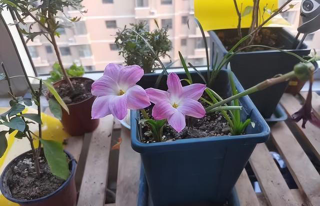 不浇水就能活的“3种花”，还不怕晒，高温养，开花不停美不胜收