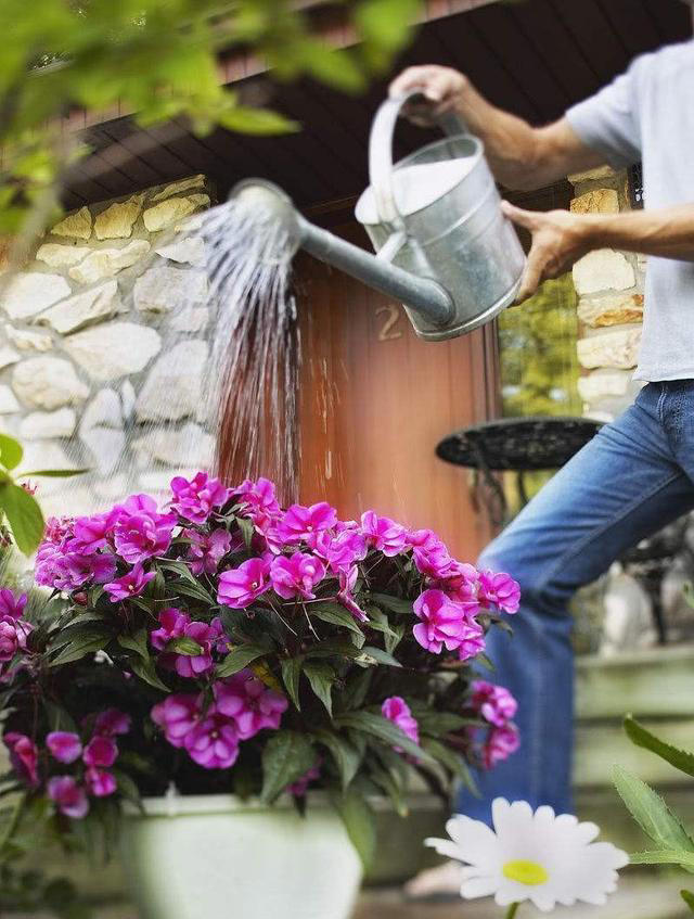 不浇水就能活的“3种花”，还不怕晒，高温养，开花不停美不胜收