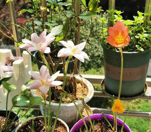 不浇水就能活的“3种花”，还不怕晒，高温养，开花不停美不胜收