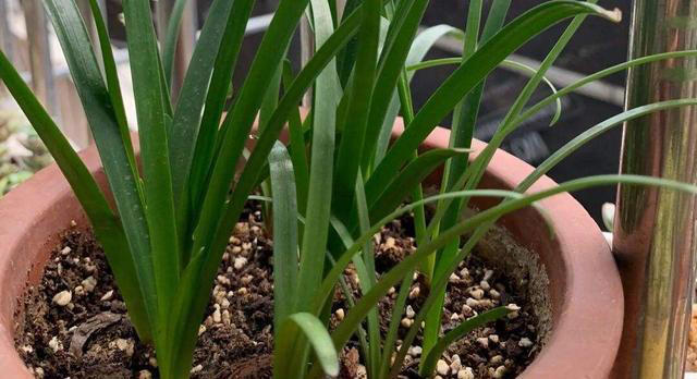 不浇水就能活的“3种花”，还不怕晒，高温养，开花不停美不胜收