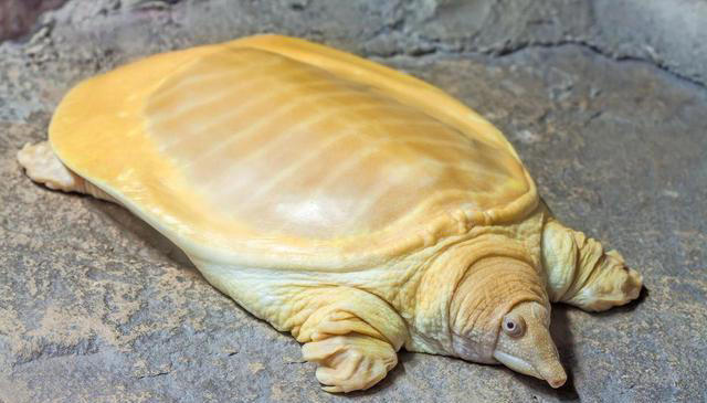 乌龟、甲鱼、王八、与鳖的区别，你真的了解吗？