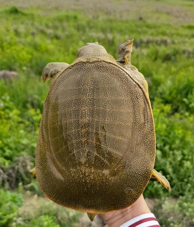 乌龟、甲鱼、王八、与鳖的区别，你真的了解吗？