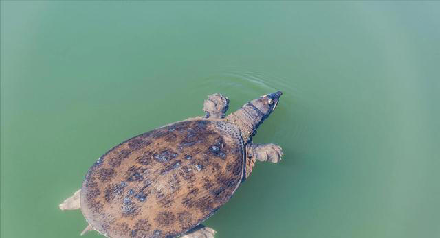 乌龟、甲鱼、王八、与鳖的区别，你真的了解吗？
