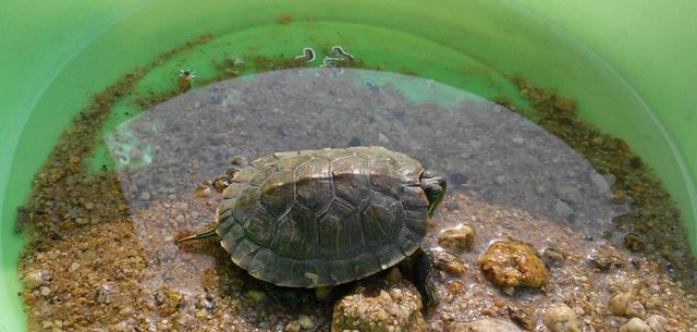 乌龟、甲鱼、王八、与鳖的区别，你真的了解吗？
