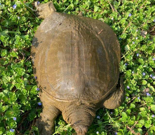 乌龟、甲鱼、王八、与鳖的区别，你真的了解吗？