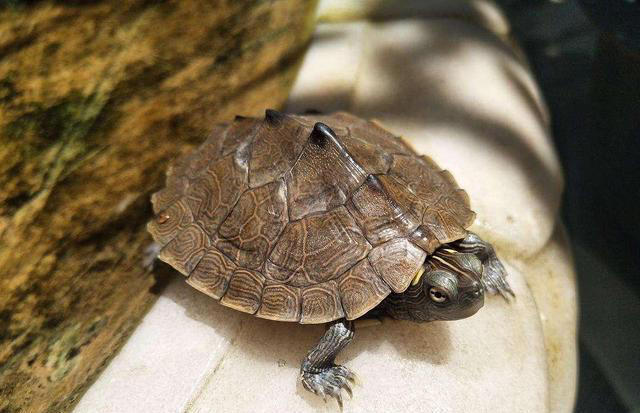 乌龟、甲鱼、王八、与鳖的区别，你真的了解吗？