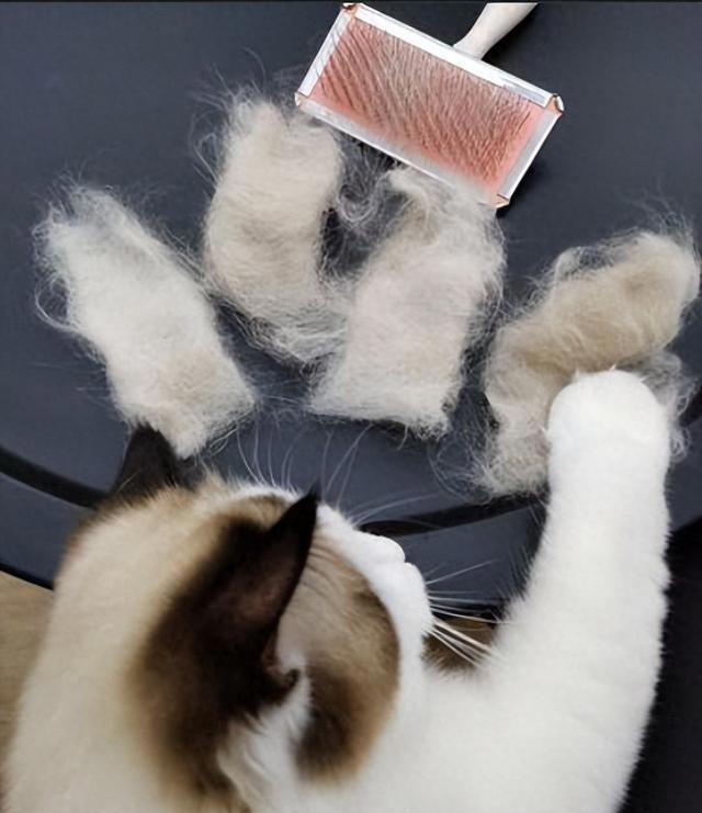 掉毛最严重的几种猫，看看你家的上榜了吗？