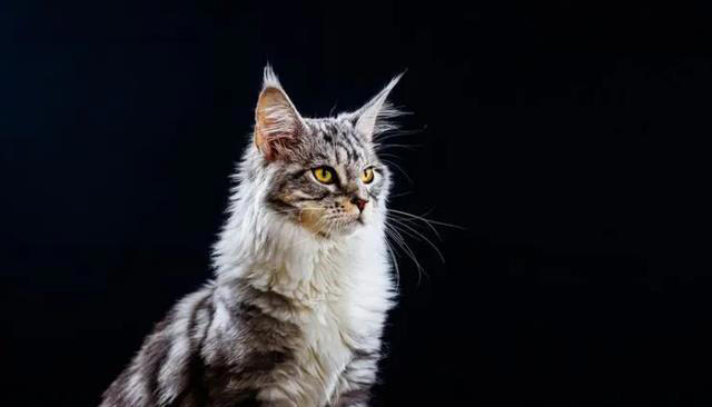 掉毛最严重的几种猫，看看你家的上榜了吗？