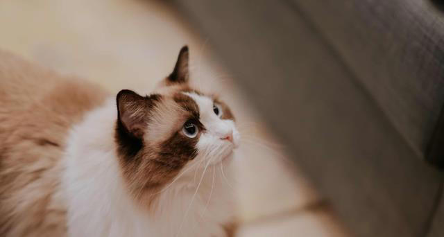 掉毛最严重的几种猫，看看你家的上榜了吗？