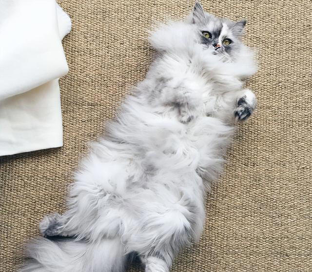 掉毛最严重的几种猫，看看你家的上榜了吗？