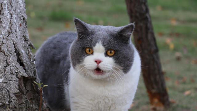 掉毛最严重的几种猫，看看你家的上榜了吗？