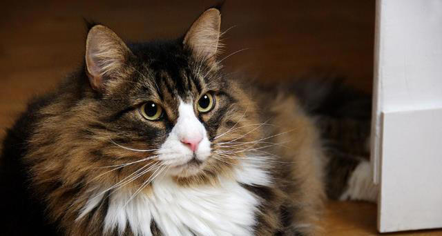 掉毛最严重的几种猫，看看你家的上榜了吗？