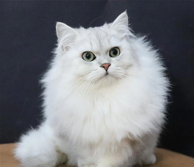 掉毛最严重的几种猫，看看你家的上榜了吗？