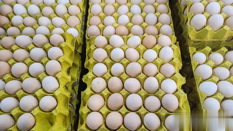 “饲料蛋”和“土鸡蛋”区别大揭秘，看完涨知识！