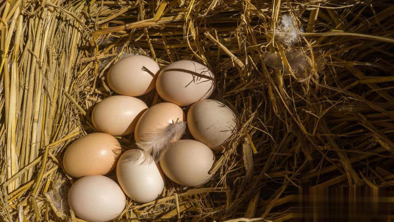 “饲料蛋”和“土鸡蛋”区别大揭秘，看完涨知识！