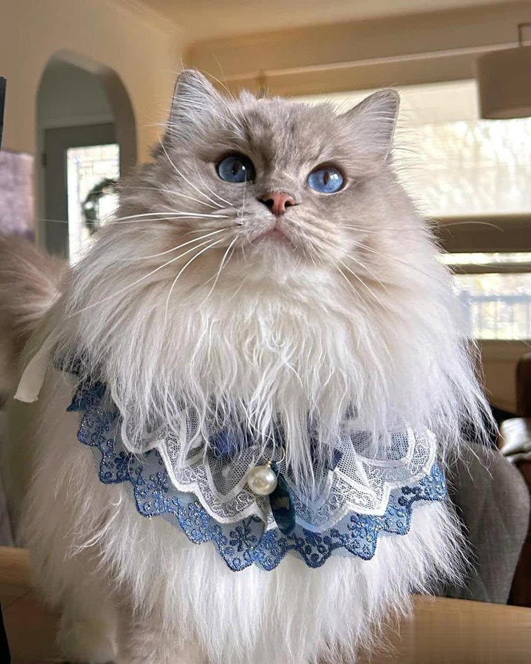 猫咪是如何分辨“主人和陌生人”的？