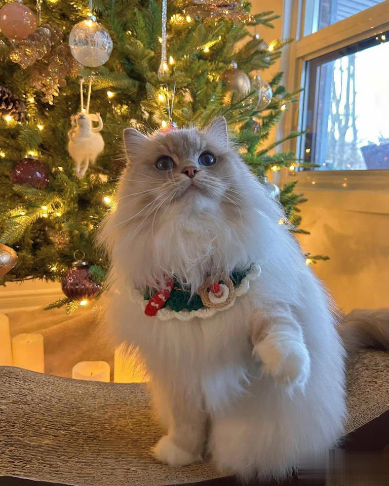 猫咪是如何分辨“主人和陌生人”的？