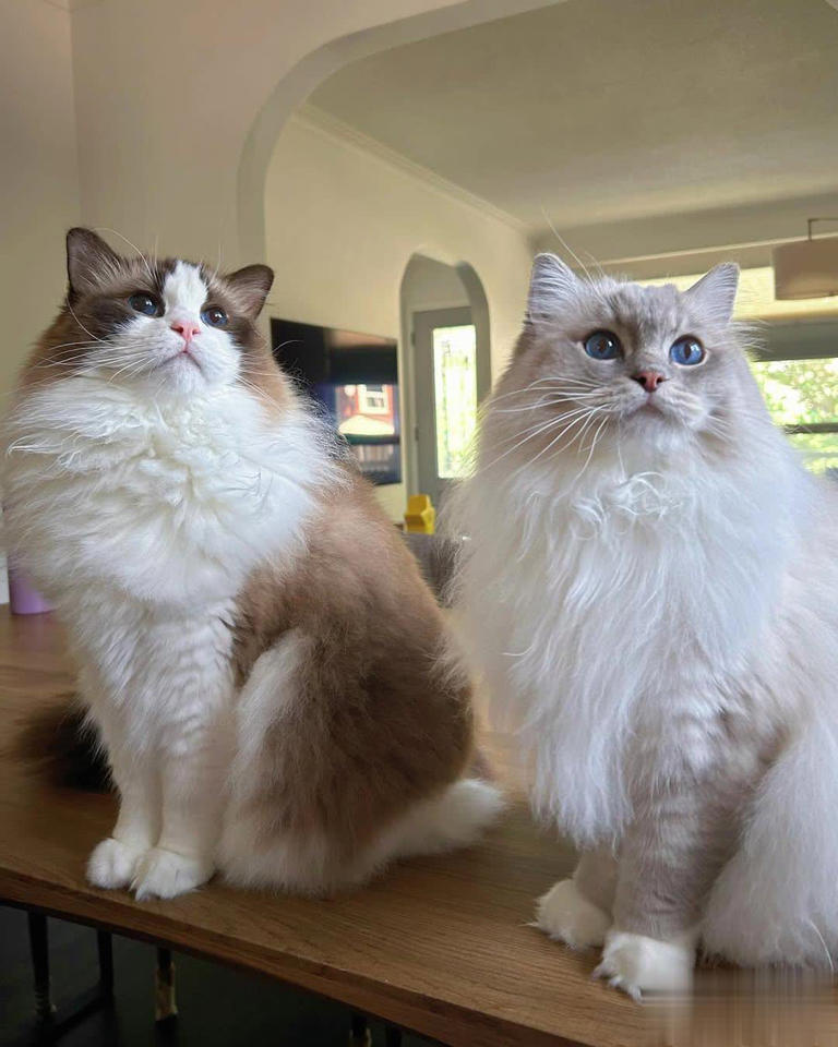 猫咪是如何分辨“主人和陌生人”的？