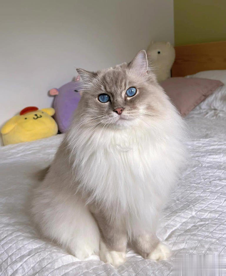 猫咪是如何分辨“主人和陌生人”的？