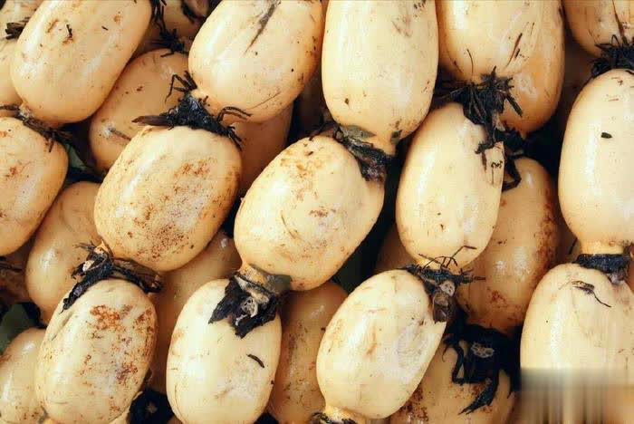 莲藕大量上市，提醒：这3类人最好少碰少吃，吃藕的禁忌要了解