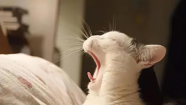 猫咪为什么总是打哈欠？原来并不是因为困倦，而是表达这些意思