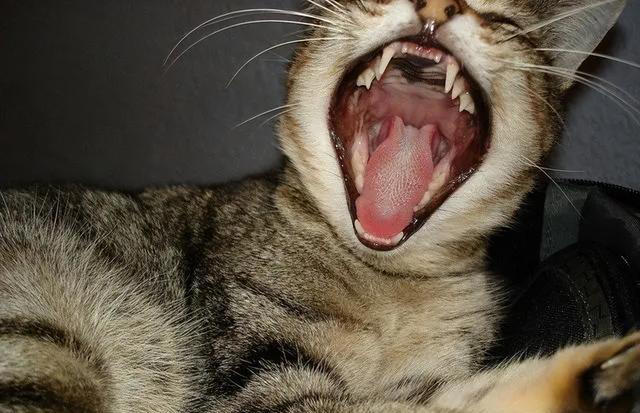 猫咪为什么总是打哈欠？原来并不是因为困倦，而是表达这些意思