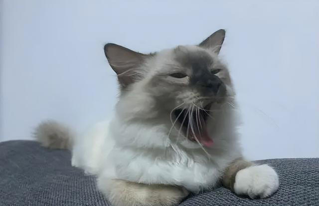 猫咪为什么总是打哈欠？原来并不是因为困倦，而是表达这些意思