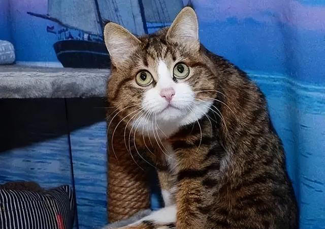 猫咪为什么总是打哈欠？原来并不是因为困倦，而是表达这些意思