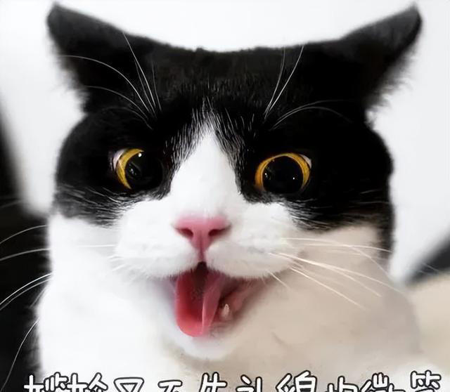 猫咪为什么总是打哈欠？原来并不是因为困倦，而是表达这些意思