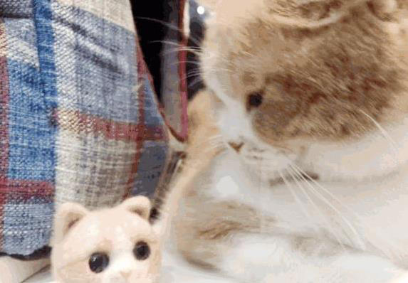 猫咪无聊就干这7件事，你家猫中了几招？