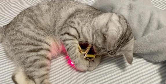 猫咪无聊就干这7件事，你家猫中了几招？