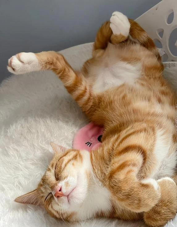 猫咪无聊就干这7件事，你家猫中了几招？