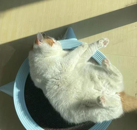 猫咪无聊就干这7件事，你家猫中了几招？