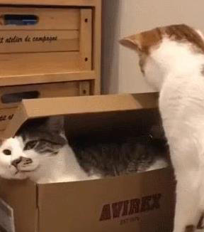 猫咪无聊就干这7件事，你家猫中了几招？