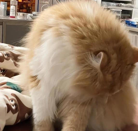 猫咪无聊就干这7件事，你家猫中了几招？