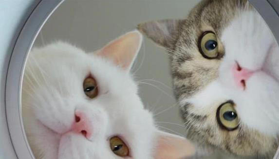 猫咪无聊就干这7件事，你家猫中了几招？