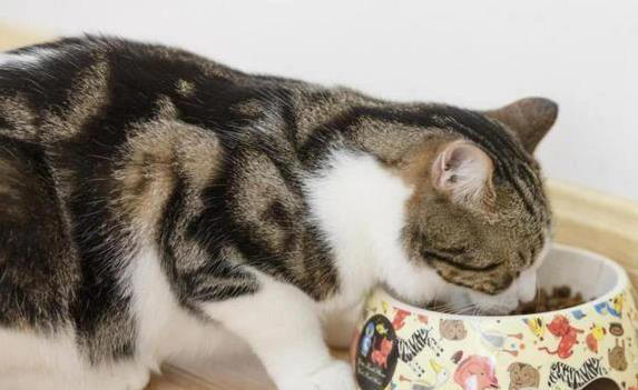 猫咪无聊就干这7件事，你家猫中了几招？