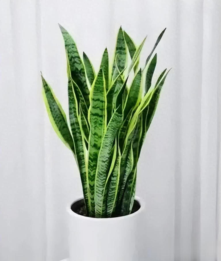 适合居家种植的6种花，摆在家里上档次，满满的高级感